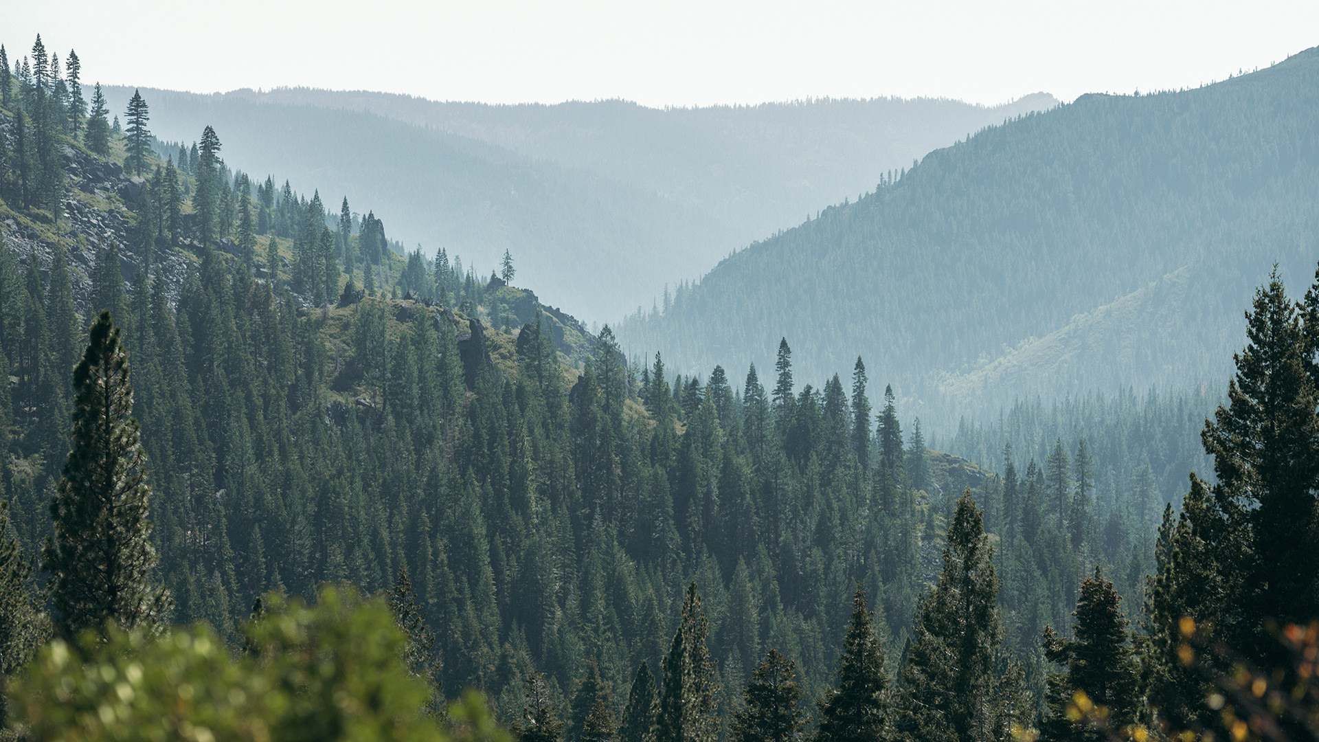 Image of a dense forest with a misty sky in the background